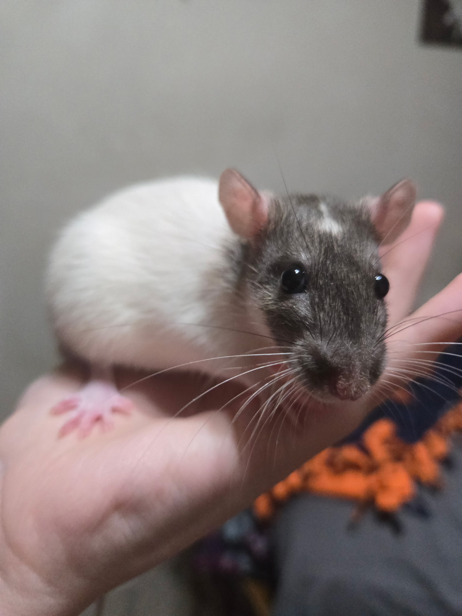Brie the rat