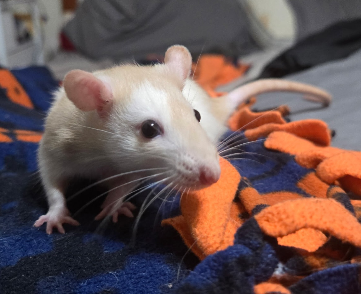 Butterscotch the rat