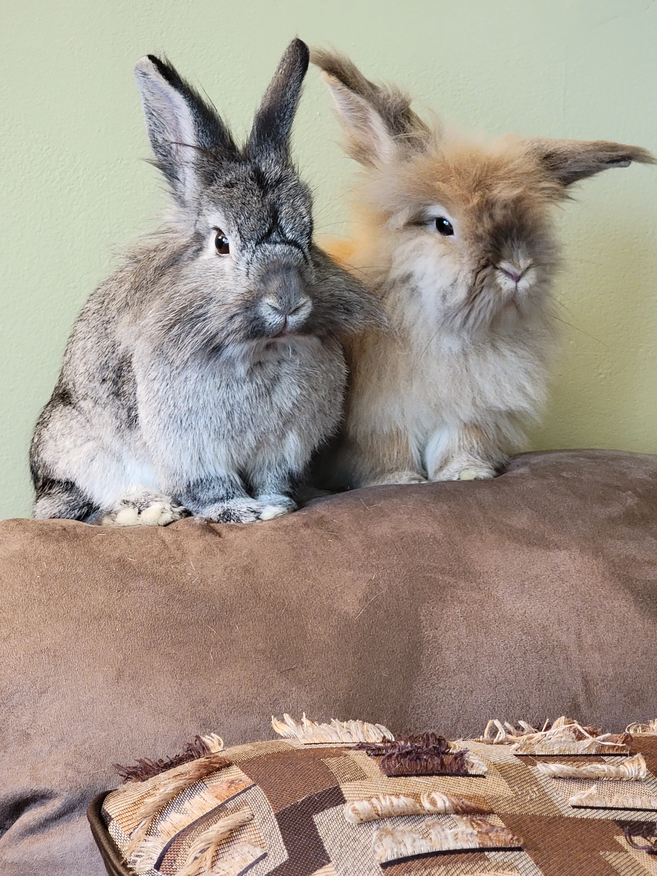 Shadow and Princess the rabbits