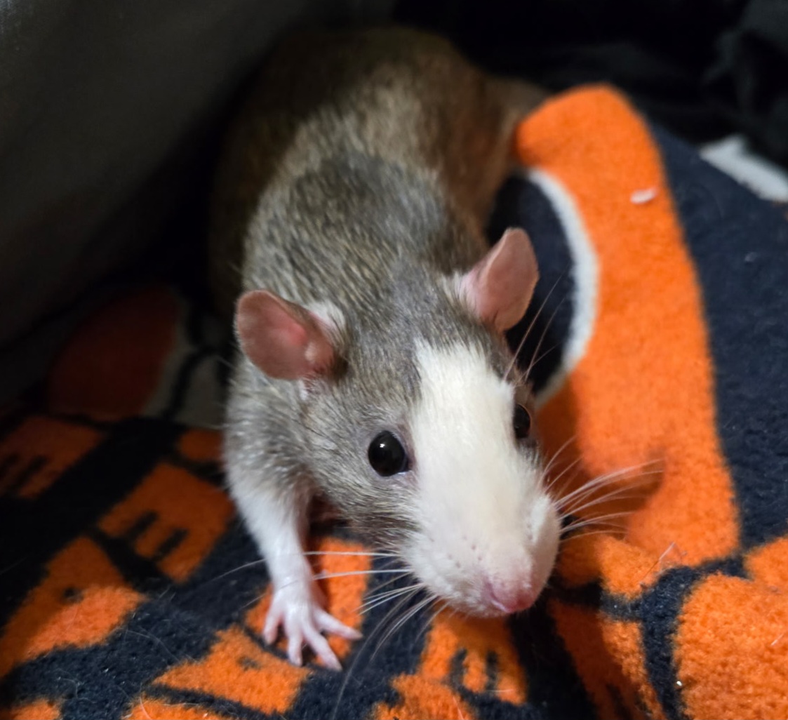 Dean the rat