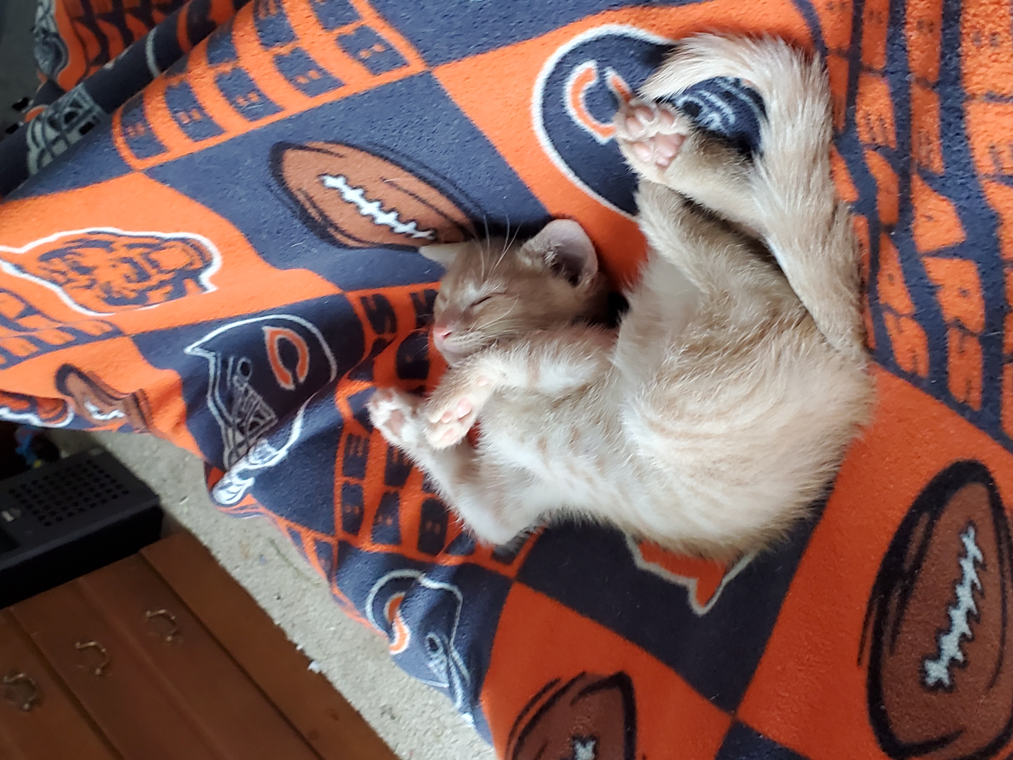 Edgar the orange tabby cat