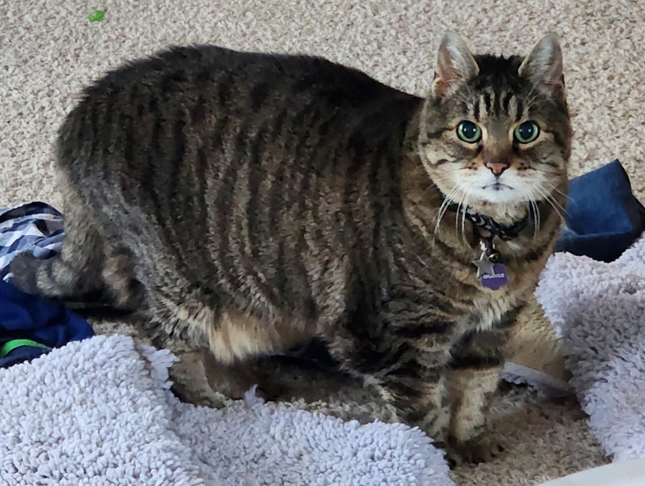 Gflargleshnap the cat