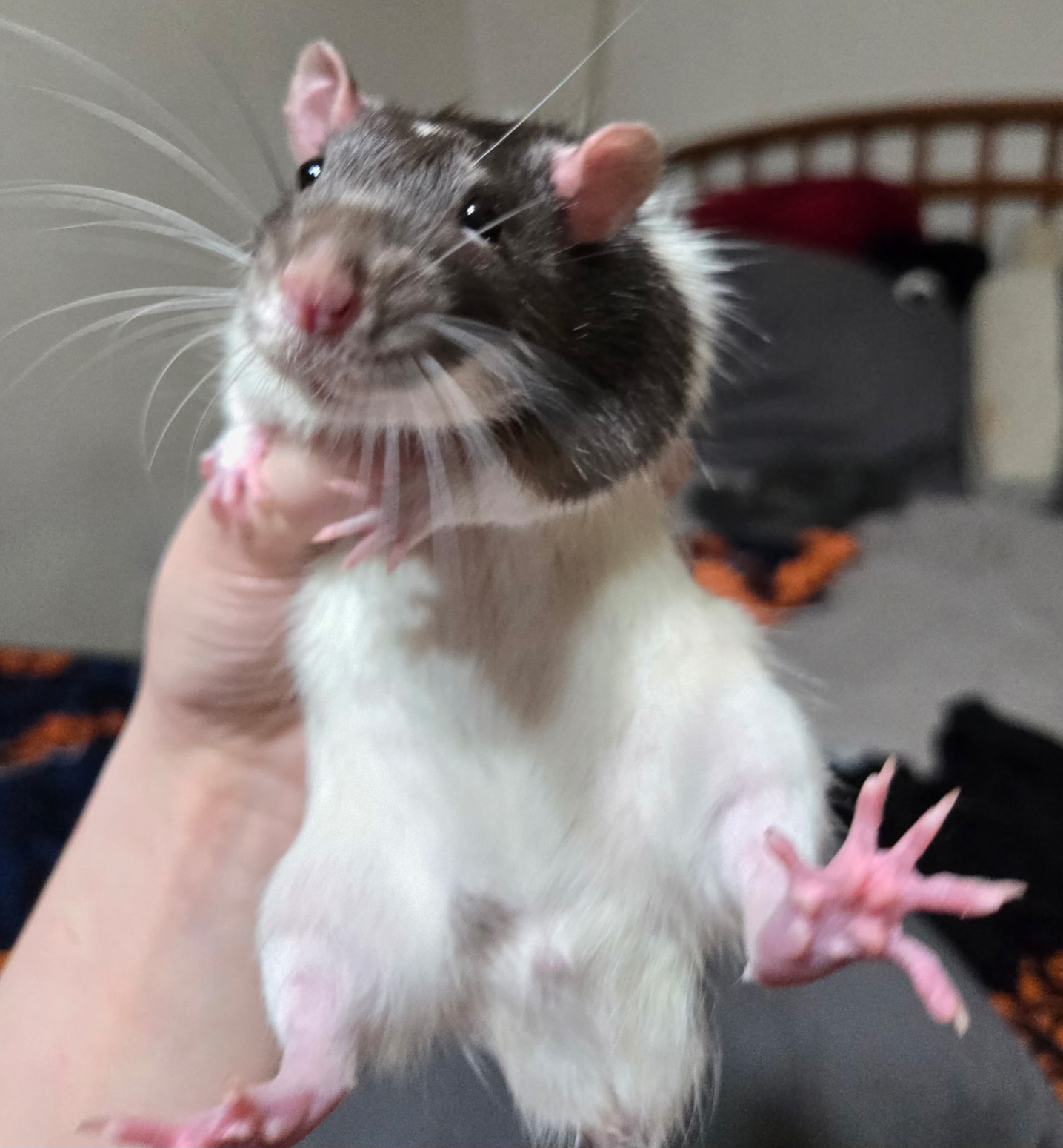 Moo the rat
