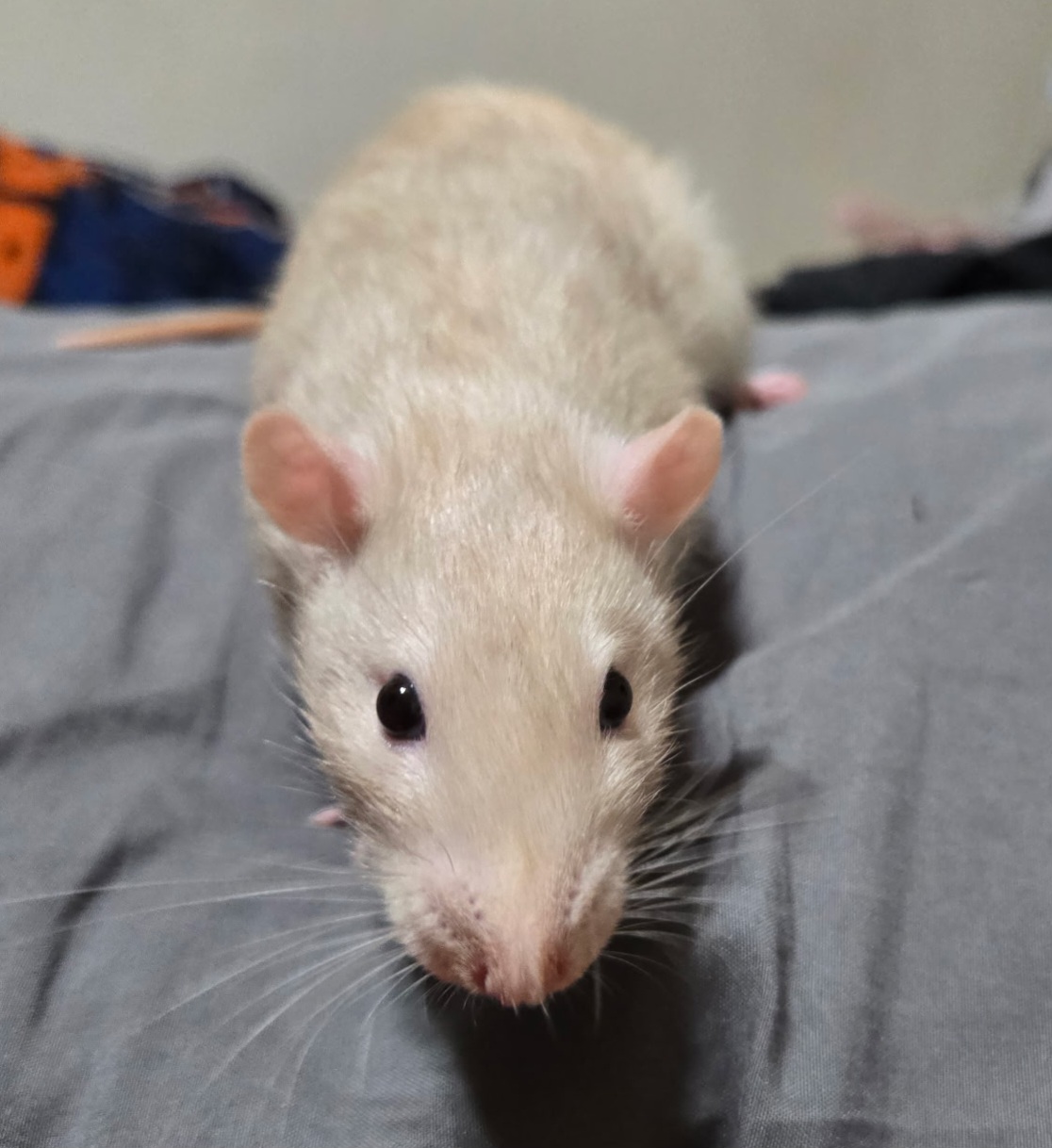 Remy the rat