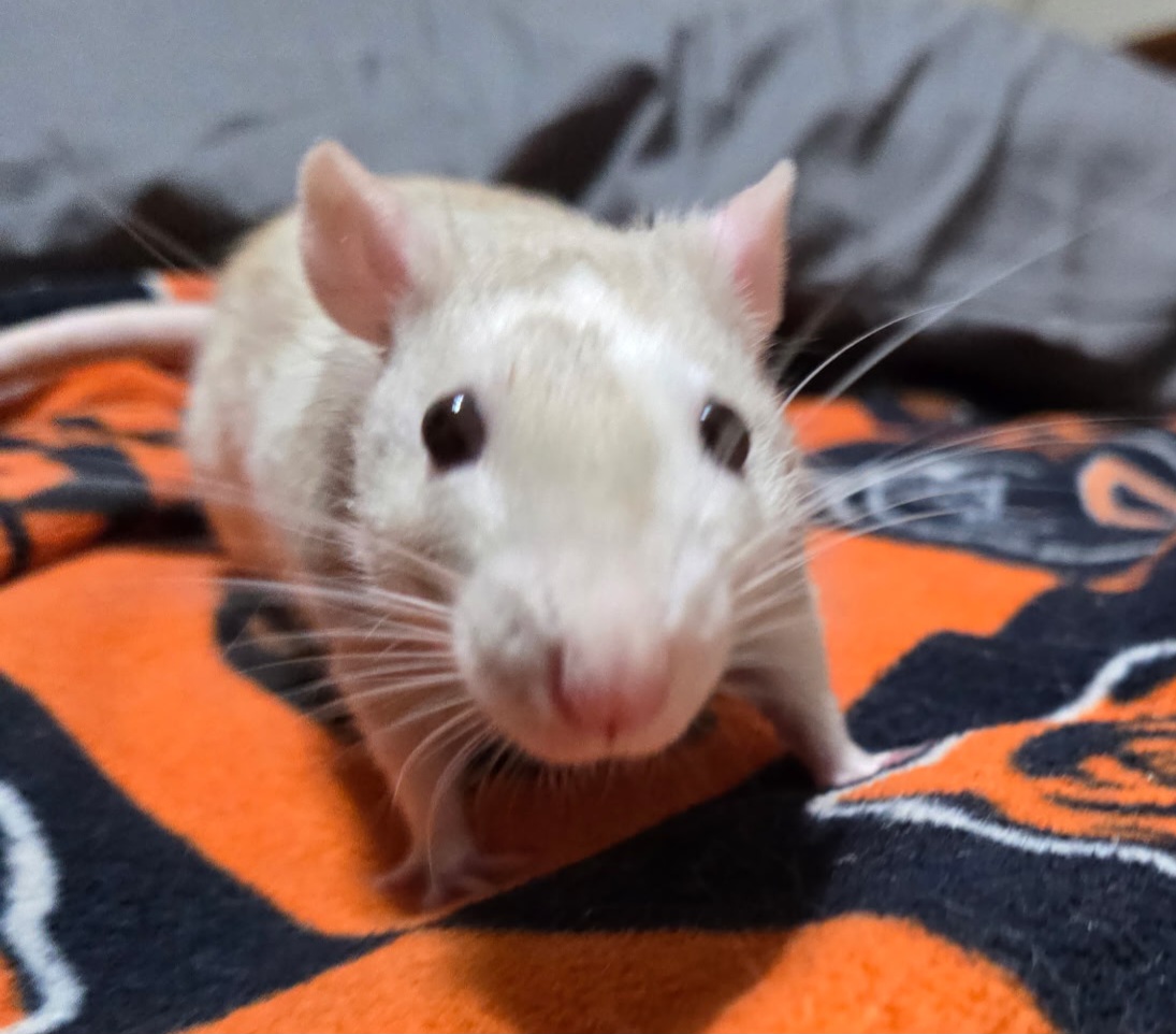 Sam the rat