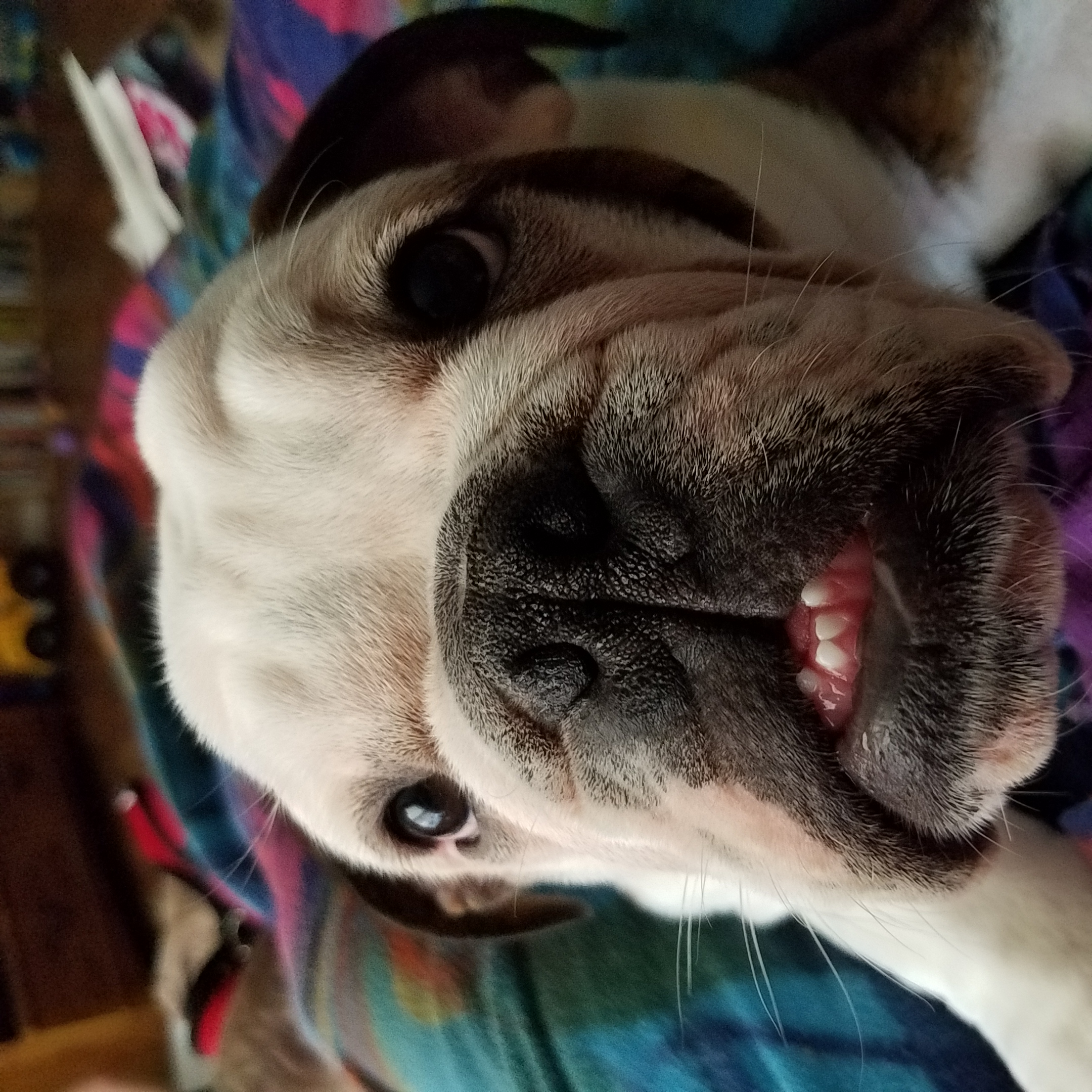 Winston the English Bulldog grinning at the camera